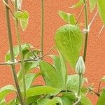 Clematis integrifolia Ліст