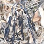 Lathyrus niger Vaisius