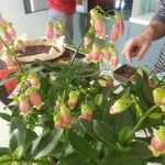 Kalanchoe miniata Flower