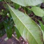 Pouteria sagotiana Blatt