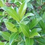 Salix glabra Liść