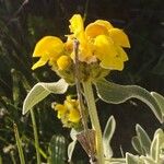 Phlomis cretica Квітка