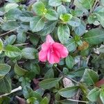 Barleria repens Flor