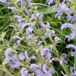 Salvia pratensis Blomst