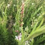 Gaura lindheimeri Blatt