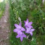 Campanula rapunculusLorea