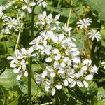 Cardamine asarifolia Fula