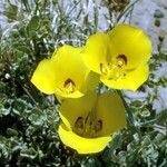 Calochortus aureus Цвят