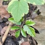 Aegopodium podagraria Leaf