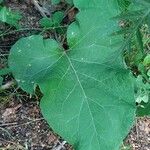 Arctium nemorosum 葉