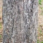 Talisia esculenta Écorce