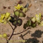 Biscutella sempervirens Цветок