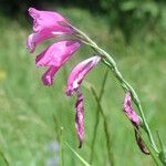 Gladiolus palustris Квітка