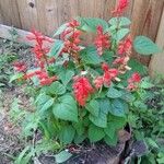 Salvia splendens Други