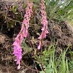 Hedysarum alpinum Flower