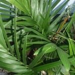 Chamaedorea radicalis Hoja