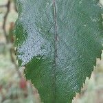 Betula × caerulea