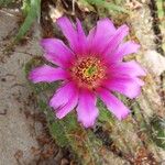 Echinocereus enneacanthus