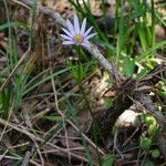 Anemone berlandieri Hàbitat