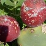 Opuntia dillenii Fruit