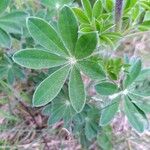 Lupinus nootkatensis 葉