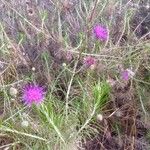 Ptilostemon chamaepeuce Blomma