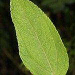 Clibadium surinamense Leaf