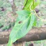 Thunbergia laurifolia 葉