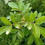 Schinus terebinthifolius List