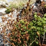 Saxifraga moschata Habitus