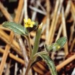 Mentzelia dispersa Habitat