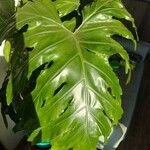 Philodendron bipinnatifidum Leaf