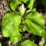 Trillium albidum