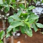 Commiphora madagascariensis Deilen