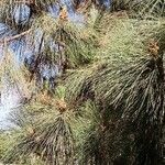 Pinus canariensis برگ