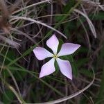 Catharanthus lanceus Flower