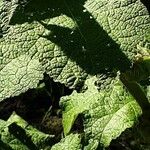 Alcea setosa Leaf