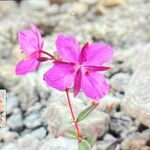 Epilobium latifolium Kwiat