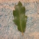 Quercus lusitanica পাতা