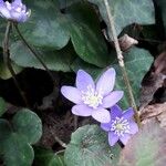 Hepatica nobilis Flower