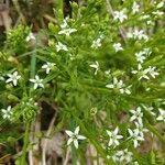 Thesium linophyllon Flower