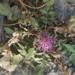Centaurea raphanina Çiçek