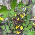 Lactuca muralis Folio