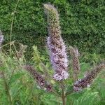 Mentha spicata Flower