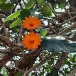 Cordia dodecandra Lorea