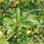 Rhamnus saxatilis Fuelha