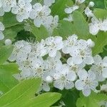 Sorbus × thuringiaca Flower