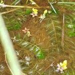 Utricularia stellaris Φύλλο
