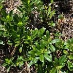 Chimaphila umbellata 叶