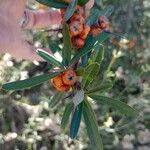 Pyracantha angustifolia Deilen